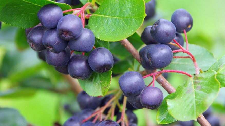 Aronia berry istock.jpg